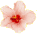pink hibiscus