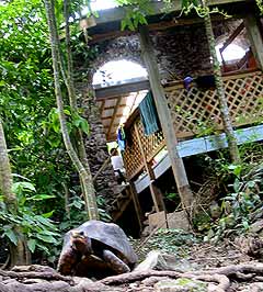 A Mt. Victory tortoise at home in the Schoolhouse ruins plods toward the camera
