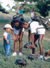 Children playing with red-footed tortoises