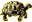 A Mt. Victory Camp Tortoise
